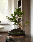 Carmona Chuu bonsai (bonsaiwonder) op tafel