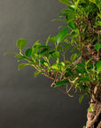 Ficus Furui
