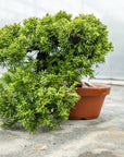 Juniperus Chinesis Itoigawa Nr.10