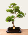 Ligustrum-bonsai nr.50