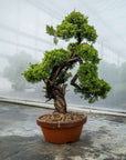Juniperus Chinesis Itoigawa Nr.12