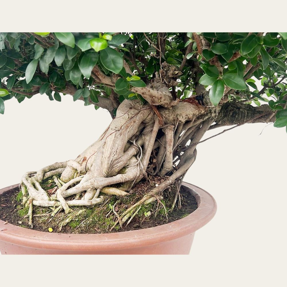 bonsai luftwurzeln Ficus Nr.44
