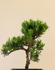 Podocarpus Onisan bonsai inzoom op blad