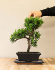 Podocarpus Onisan bonsai met hand