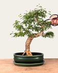 Sesbania-bonsai nr. 46
