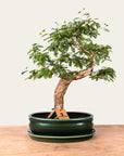 Sesbania-bonsai nr. 46