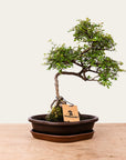 Zelkova-bonsai nr.49