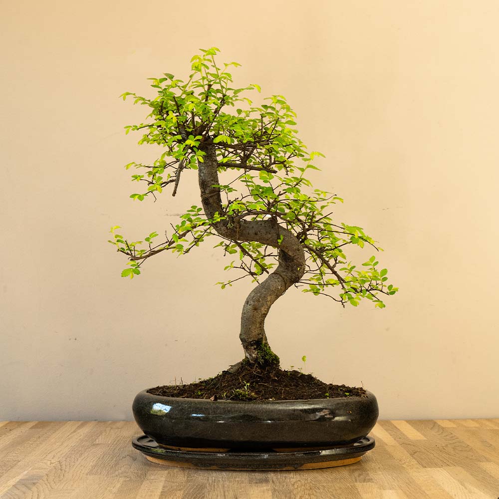 zelkova bonsai tree Bonsaiwonder | Zelkova Dai