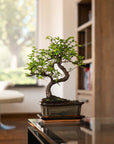 Zelkova Tennen