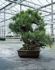 Pinus Thunbergii nr.02