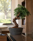 Araucaria Daija