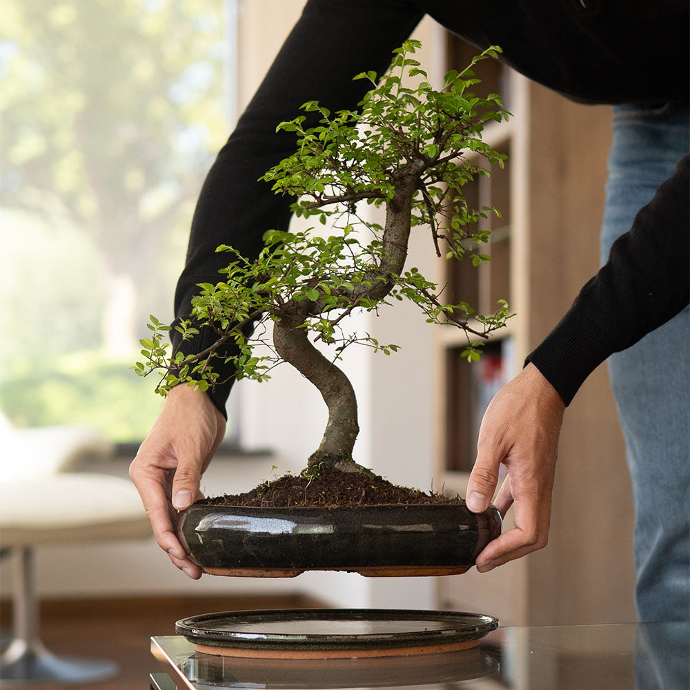 Bonsaiwonder®: Online bonsai shop - Discover real bonsai