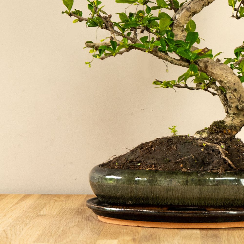 Carmona Chuu bonsai (bonsaiwonder) inzoom op pot