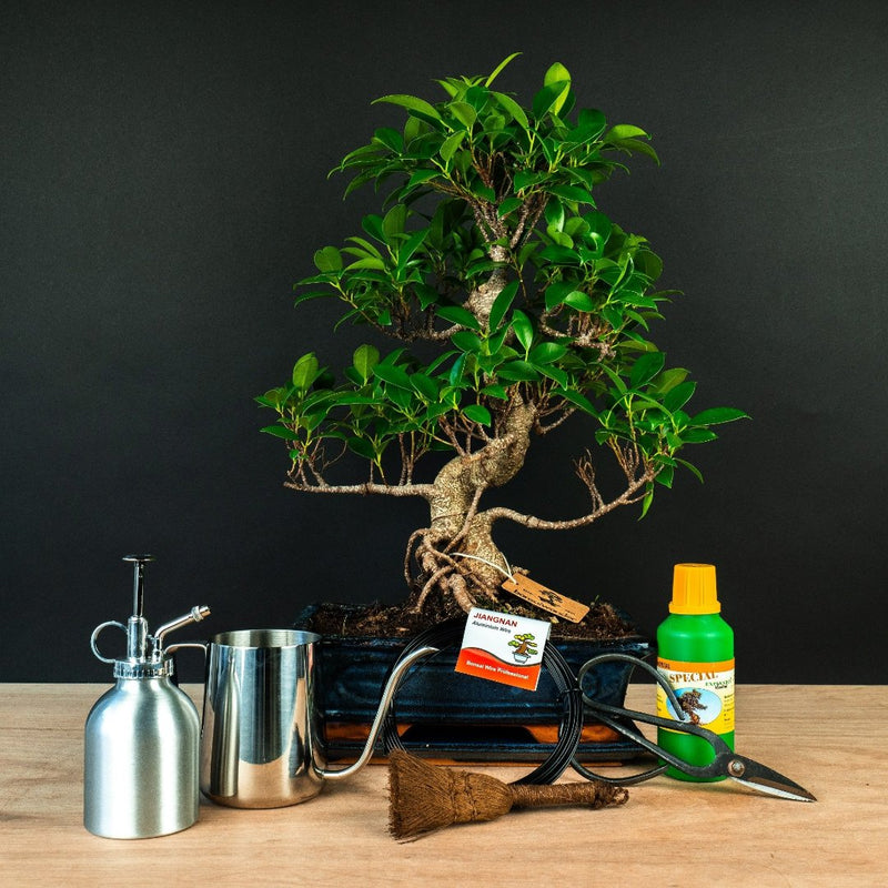 Ficus startpakke - udvidet