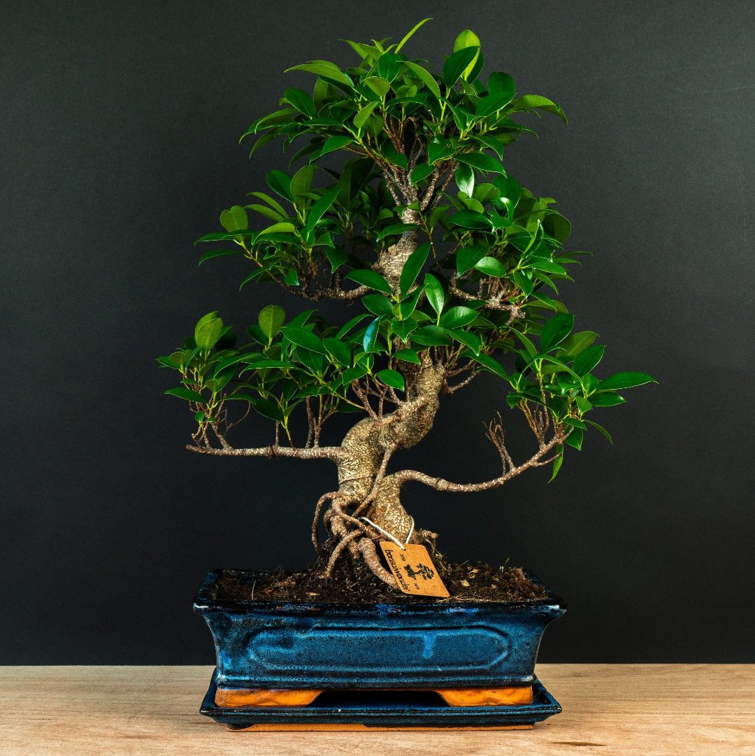 Ficus startsæt – essentiel