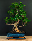 Ficus startsæt – essentiel