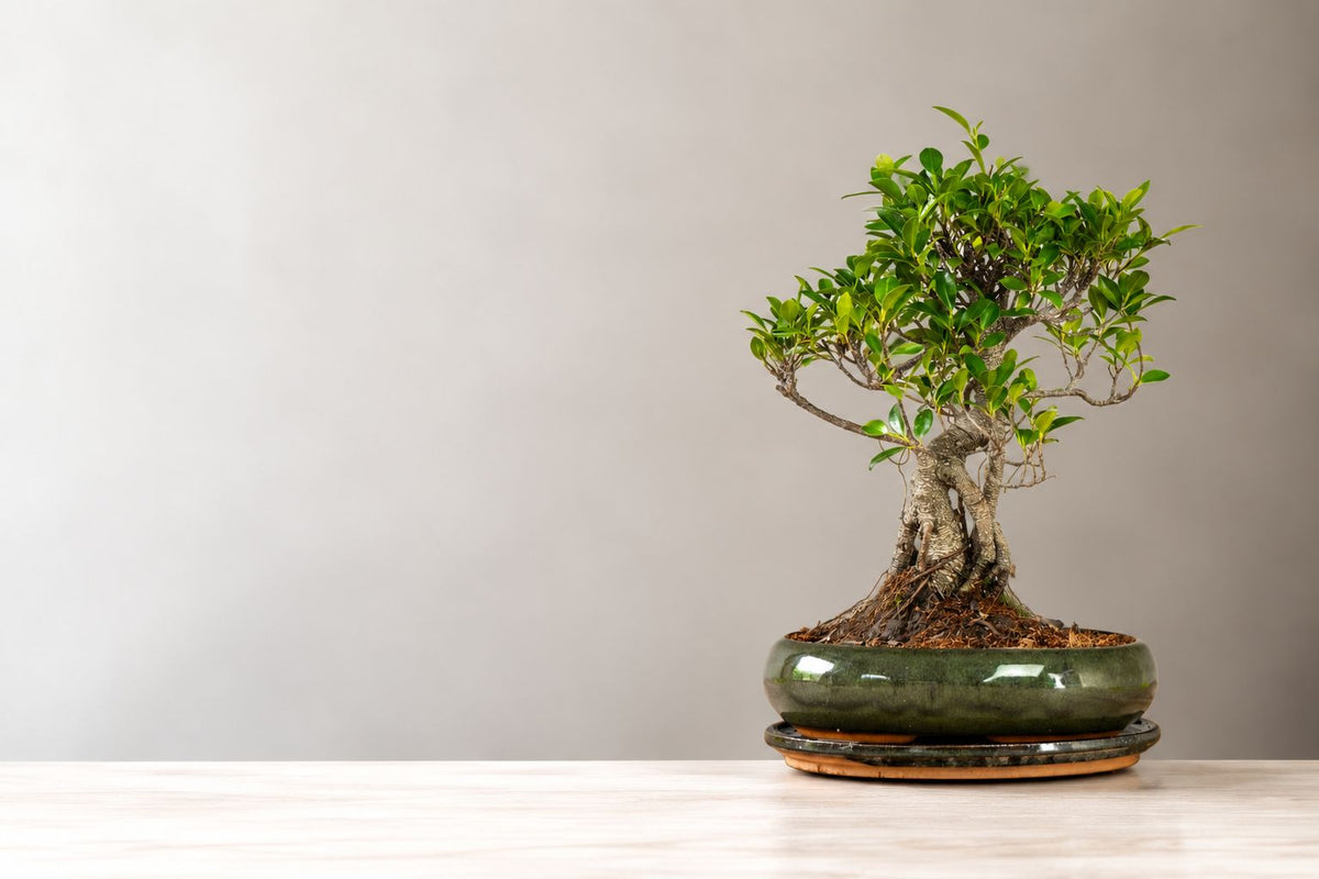 Pleje af Ficus bonsai