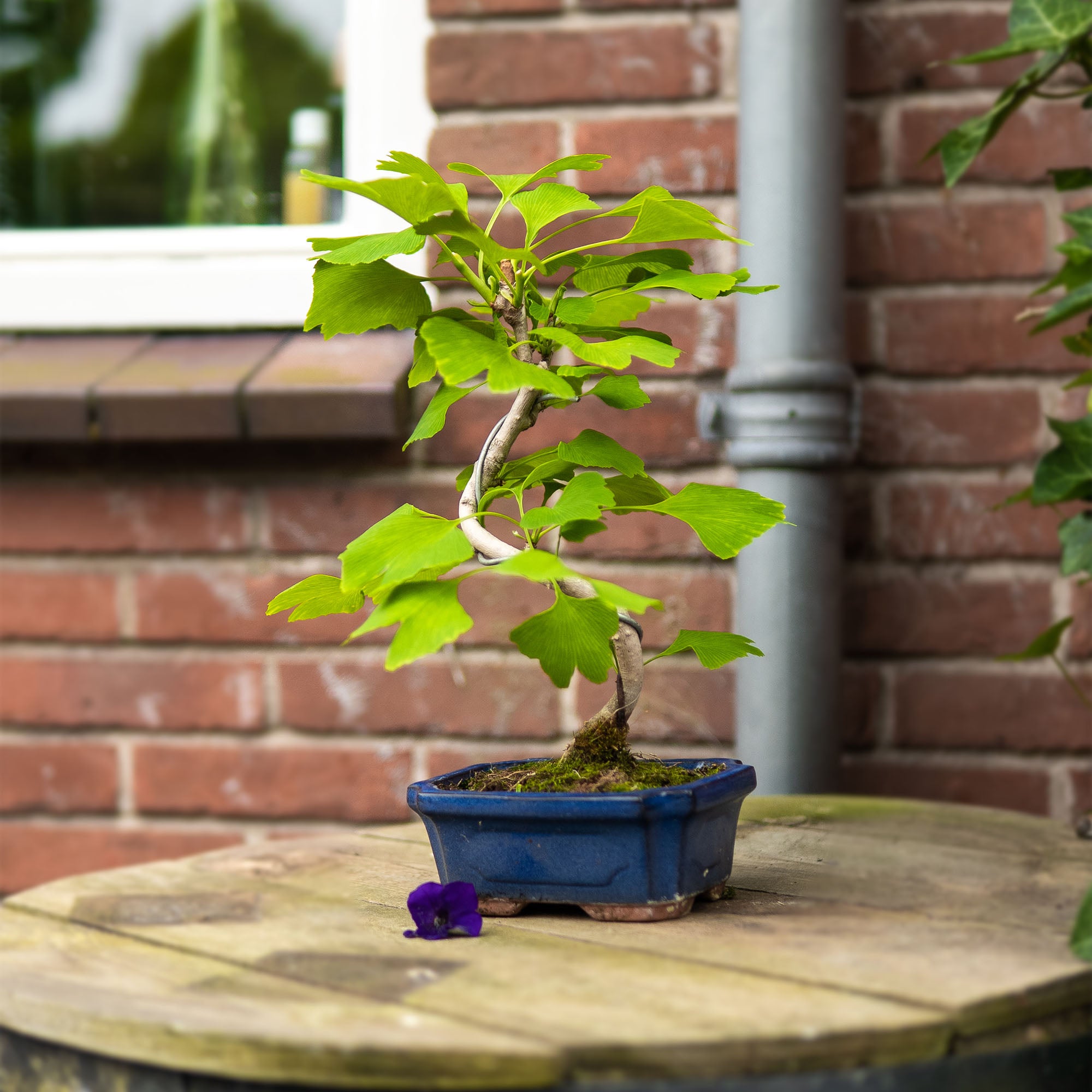 bonsai tree | Ginkgo Classic – bonsaiwonder®