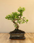 Ligustrum Yasumu