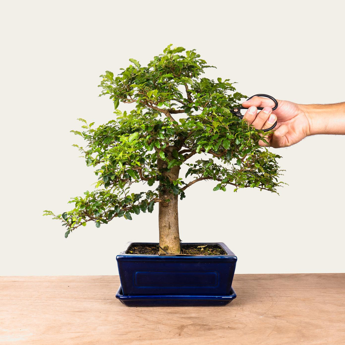 Ligustrum-bonsai nr.47