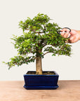 Ligustrum-bonsai nr.47