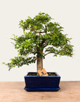Ligustrum-bonsai nr.47