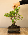 Ligustrum Yasumu
