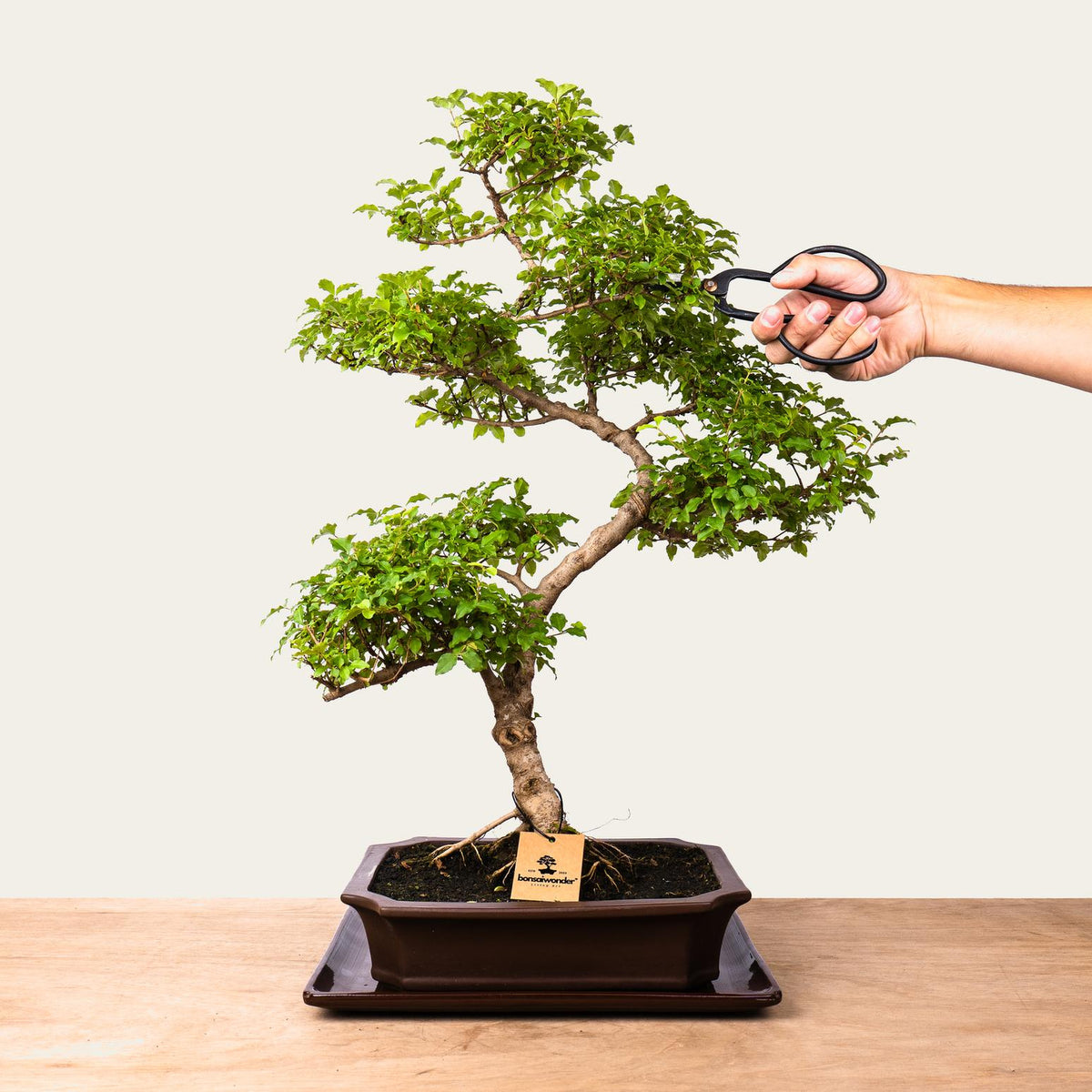 Ligustrum-bonsai nr.50