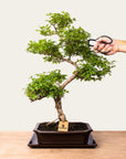 Ligustrum-bonsai nr.50