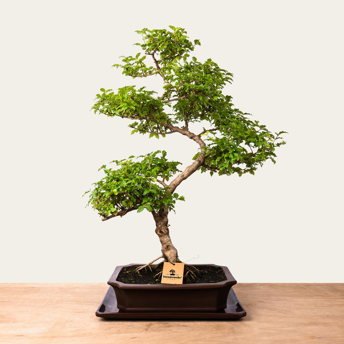 Ligustrum-bonsai nr.50