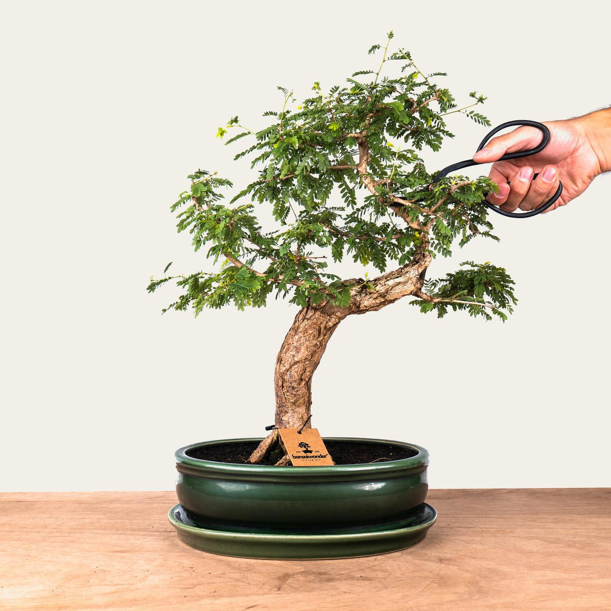 Sesbania Bonsai No. 46