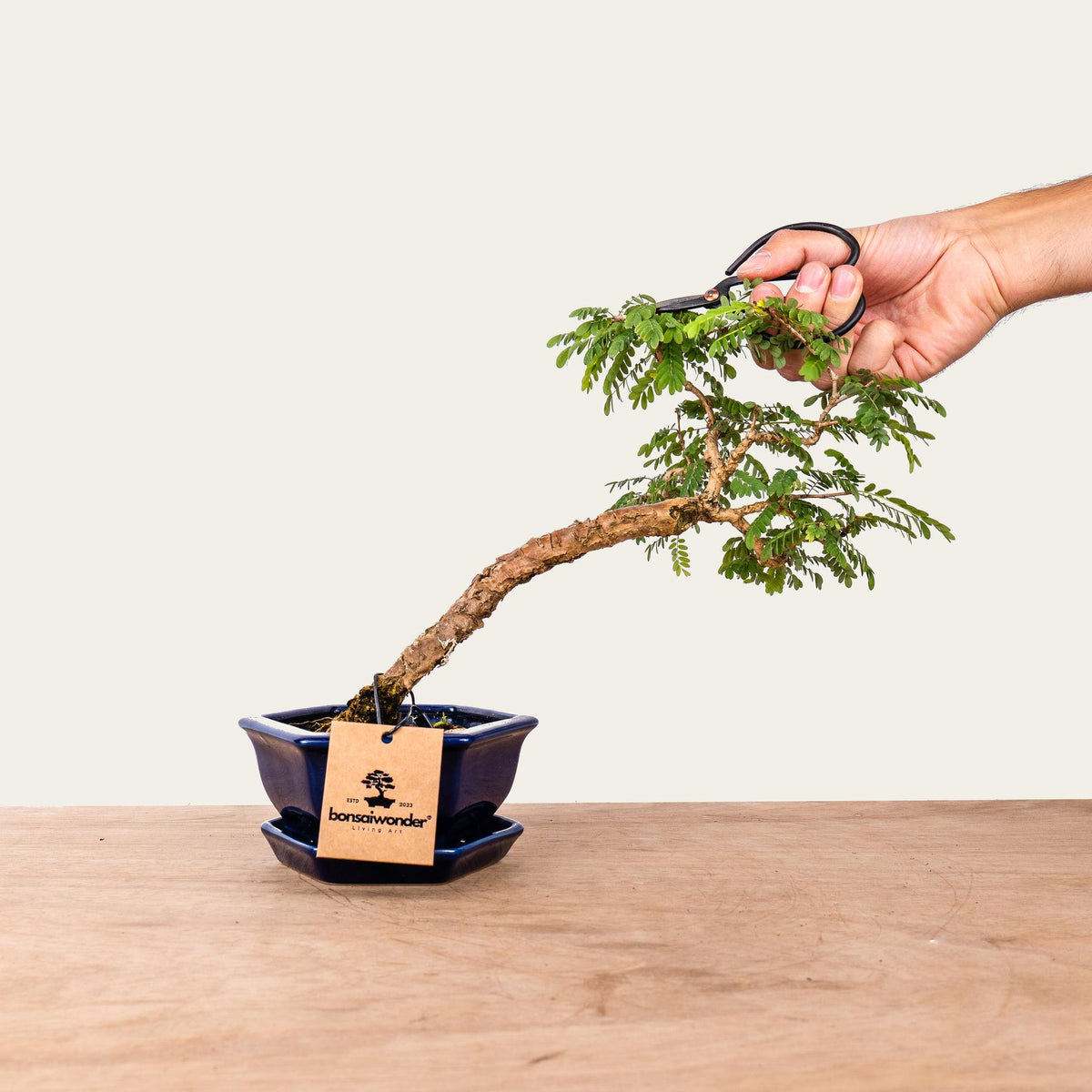 Sesbania Bonsai No.48