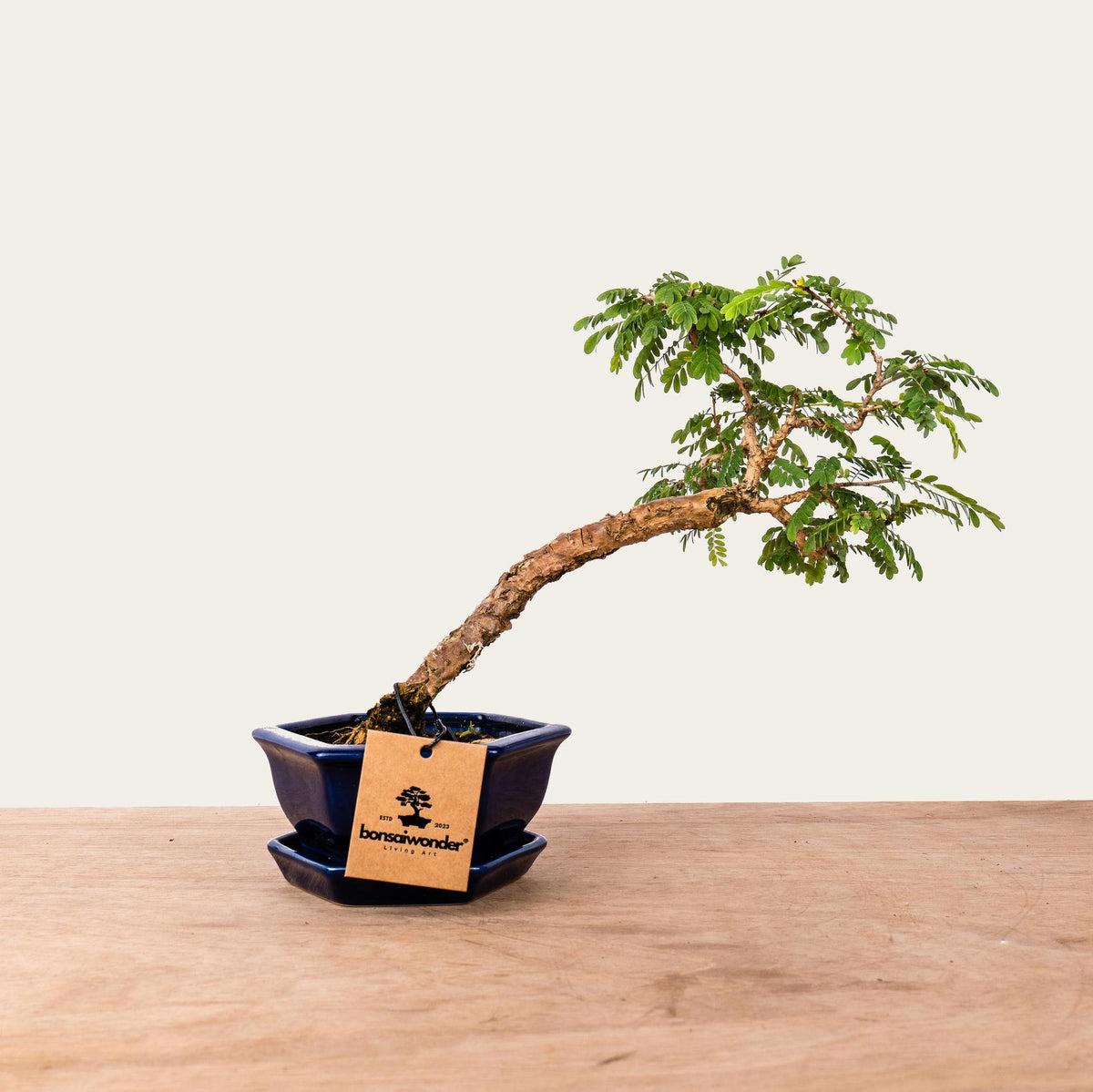 Sesbania Bonsai No.48