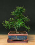 Zanthoxylum (Limited Editon)