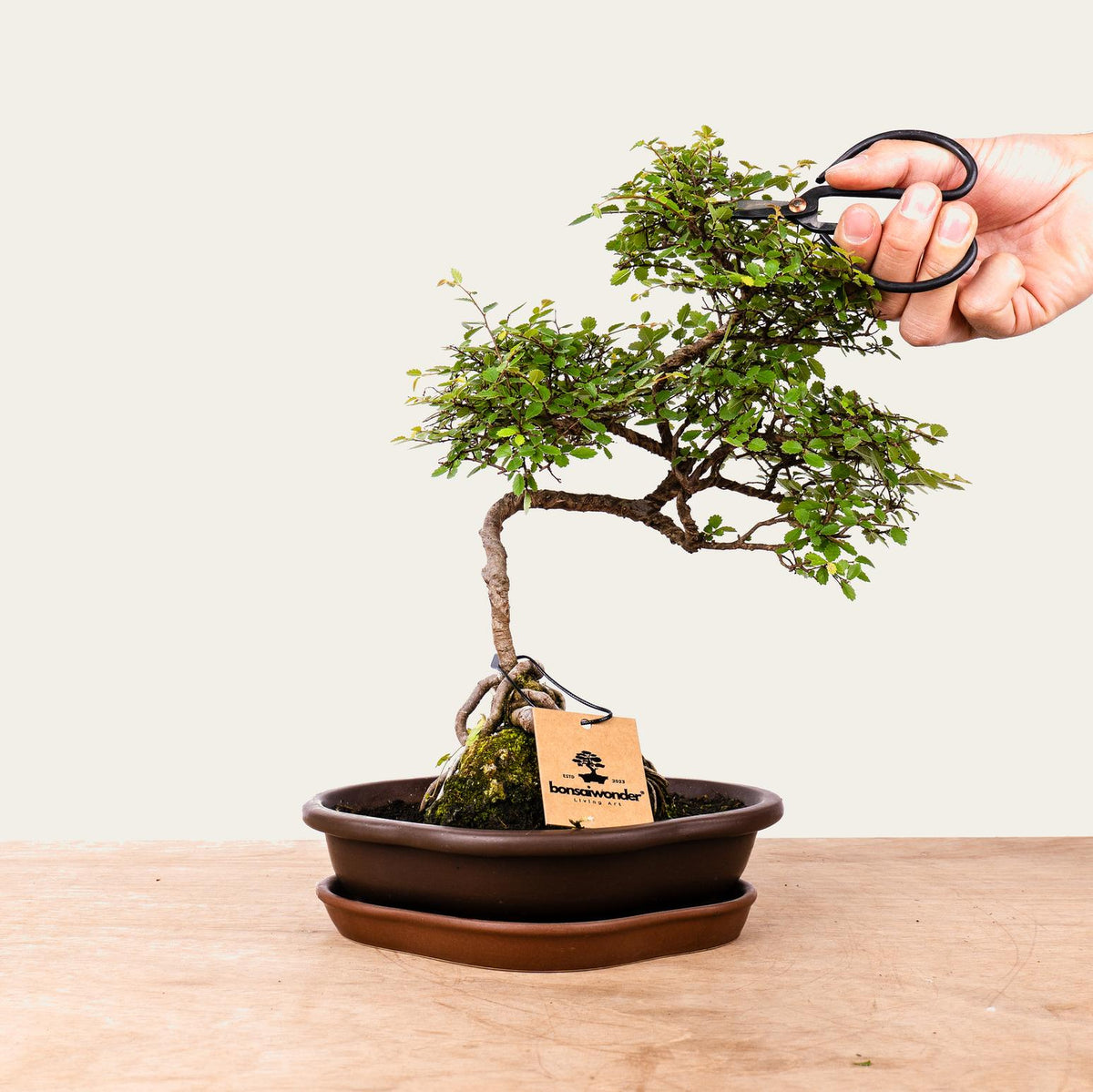 Zelkova-bonsai nr.49
