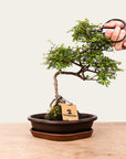 Zelkova-bonsai nr.49