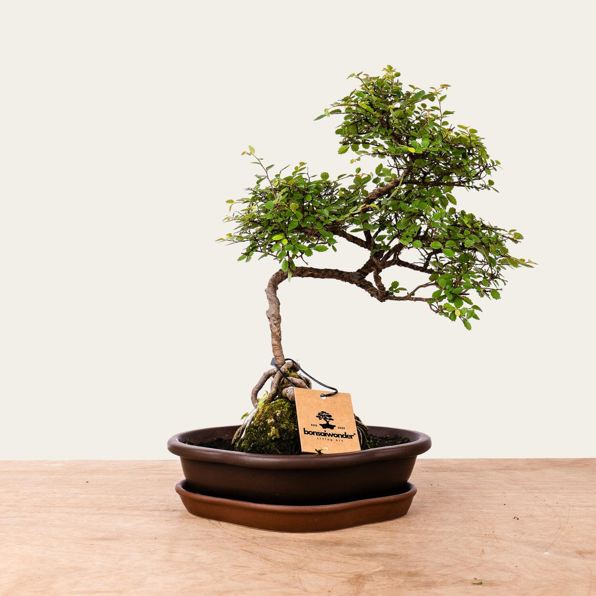 Zelkova-bonsai nr.49
