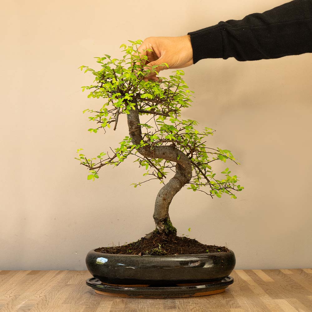 Bonsaiwonder | Zelkova Dai - indoor and outdoor Bonsai – bonsaiwonder®