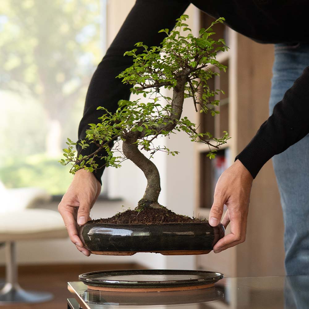 zelkova bonsai tree care Bonsaiwonder | Zelkova Dai