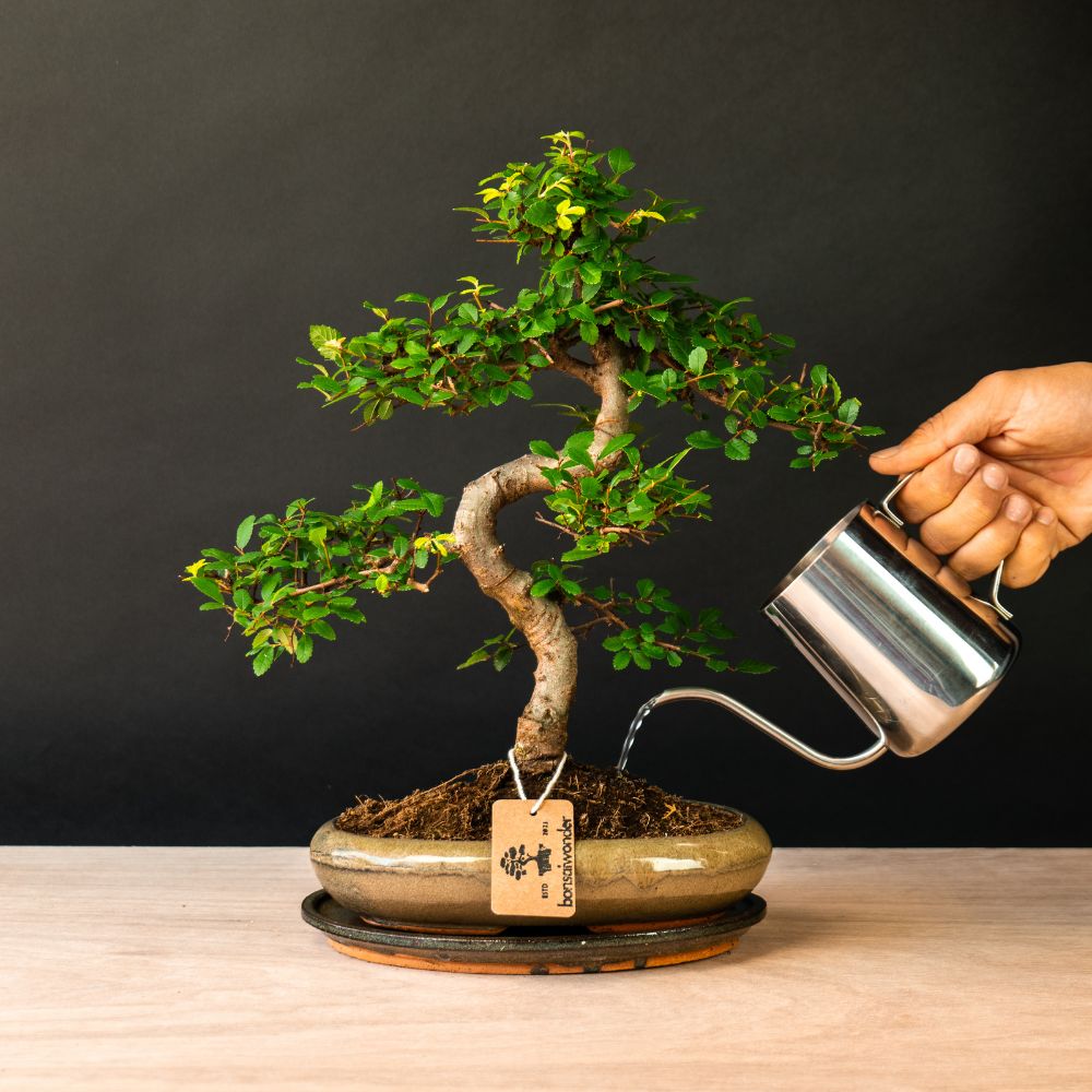 Bonsaiwonder®: Online bonsai shop - Discover real bonsai