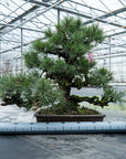 Pinus Thunbergii nr.02