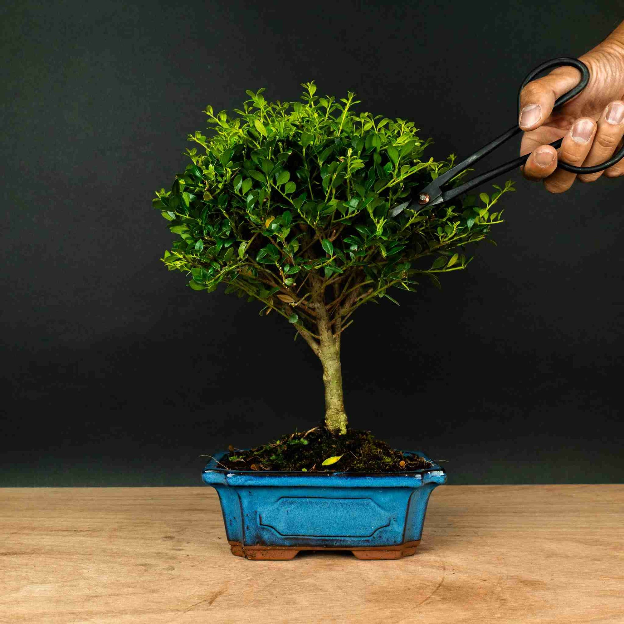 Test bonsai