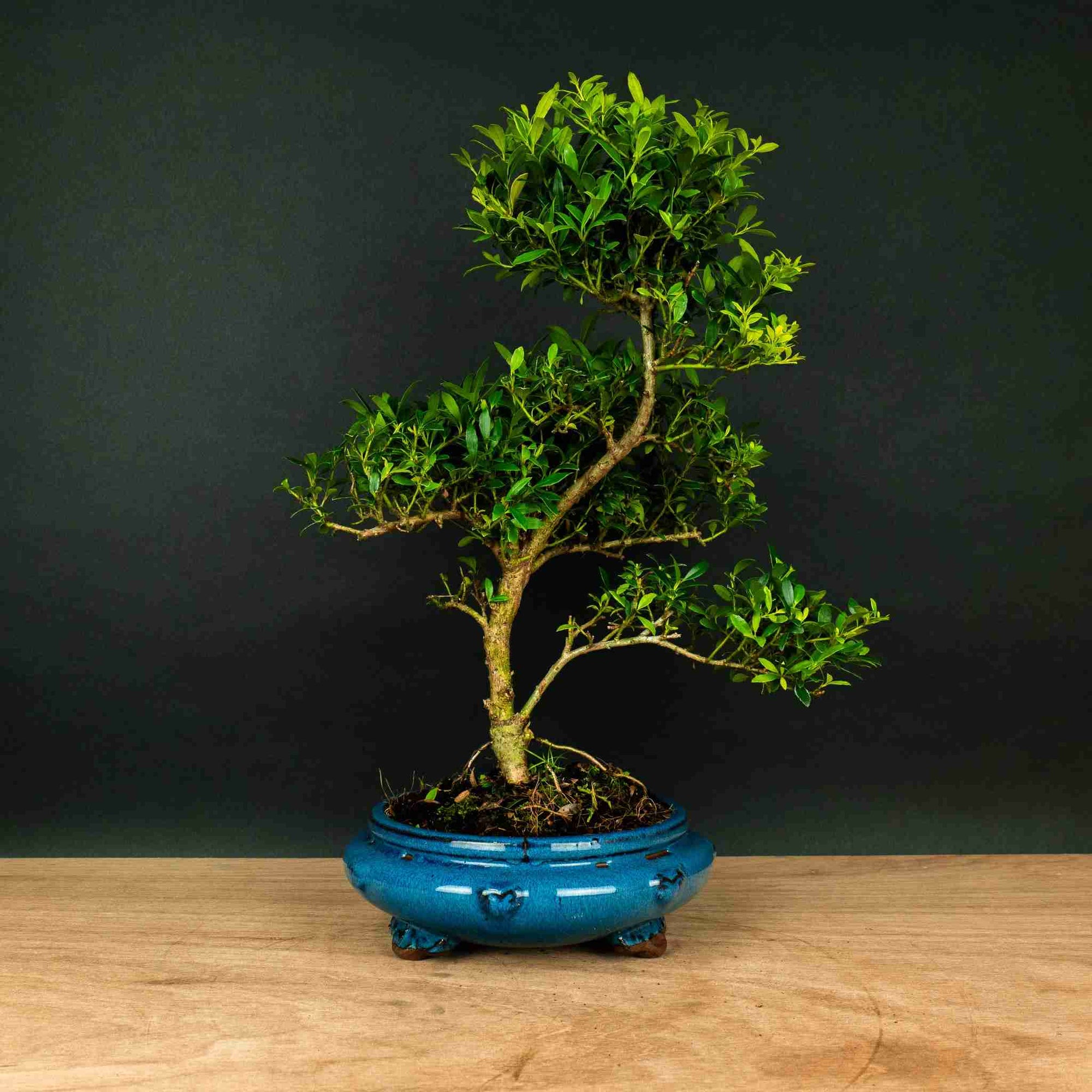 ilex bonsai tree ILEX tama - Outdoor bonsai - Easy to care for