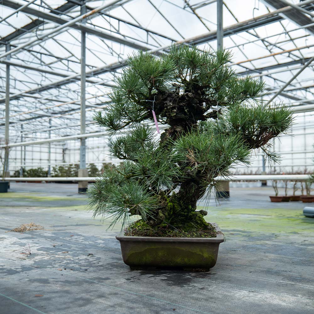 Pinus Thunbergii nr.02