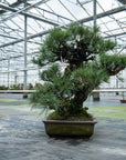 Pinus Thunbergii nr.02