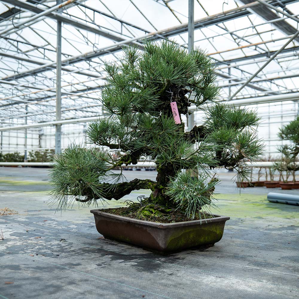 Pinus Thunbergii nr.02